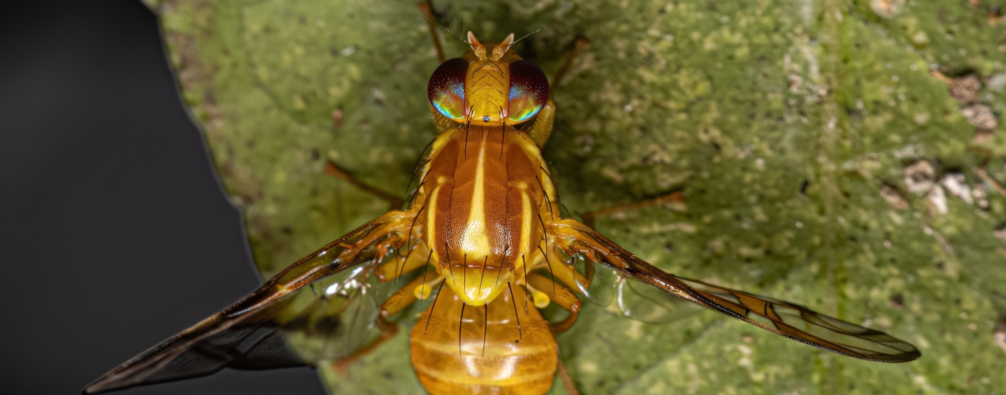 Mosca-mexicana-da-fruta